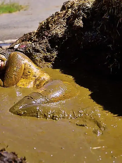 Rada Brewer: Metal Girl on the Farm