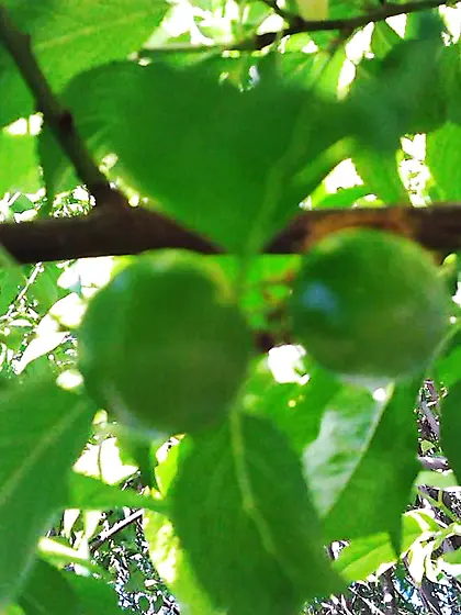 After flowering,  are fruits,  in my garden frutas del jardin