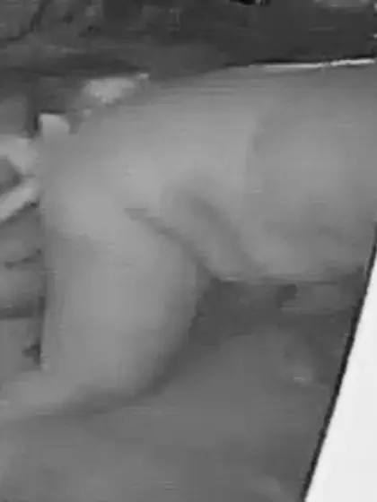 Cuck Paul For Sharing And Reposting