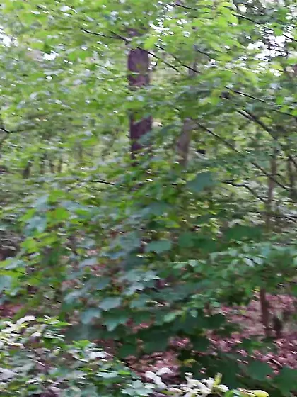 Milf fucked hard outdoor