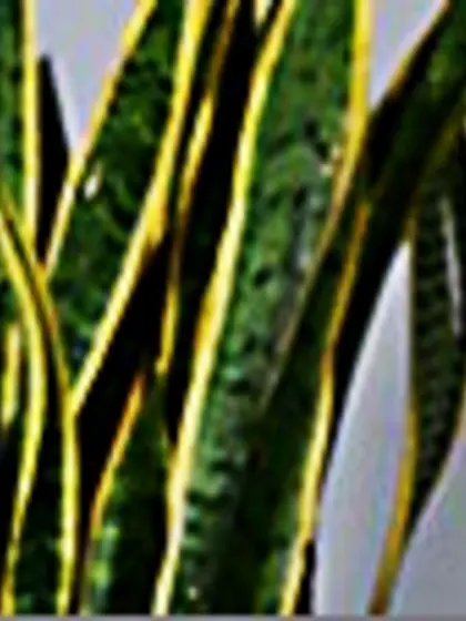 Taylor Vixen is a stunning lesbian model who loves to play with