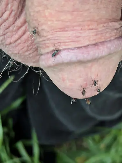 Feeding a scourge of mosquitoes