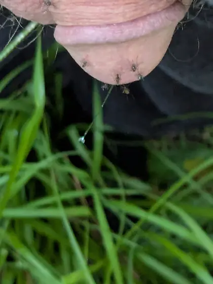 Feeding a scourge of mosquitoes