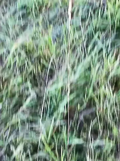 Rich brunette teen fucked hard