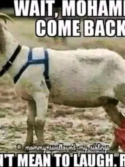 Cuck family quadruple