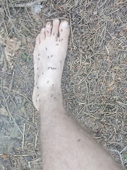 Ants crawling on my body