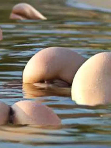 Floating Teen Asses - FreeFetishTVcom