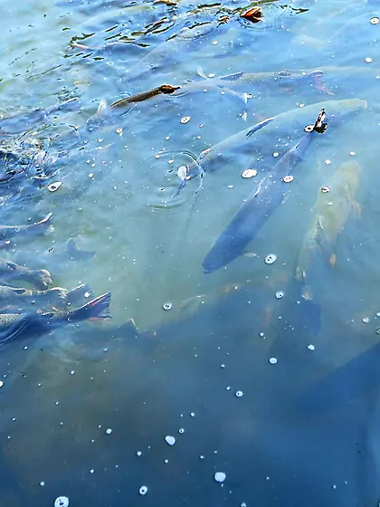 Sultry brunette chick is sticking the finger inside very tight t