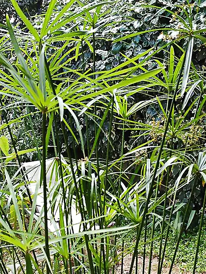 Superbe teenager naurelle aux gros seins