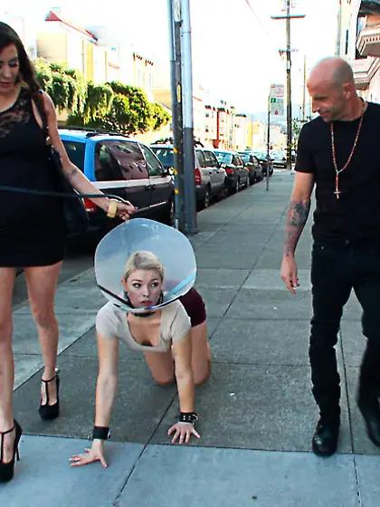 Blonde treated dog public