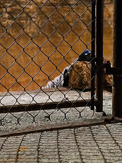 Athletic ebony tranny hangs