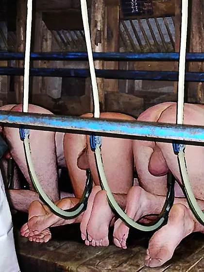 time for milking