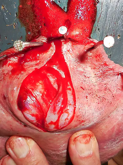 20260218 Sadist made me to open my scrotum