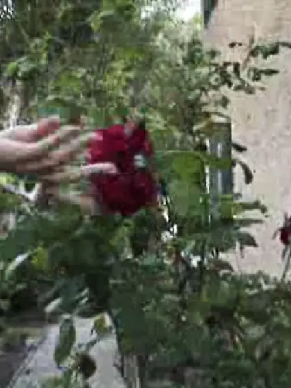 Face fixed pain grits