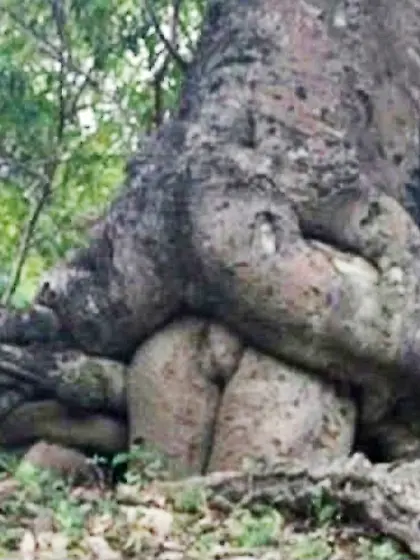 Cuck family quadruple