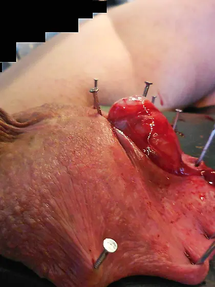 20260218 Sadist made me to open my scrotum