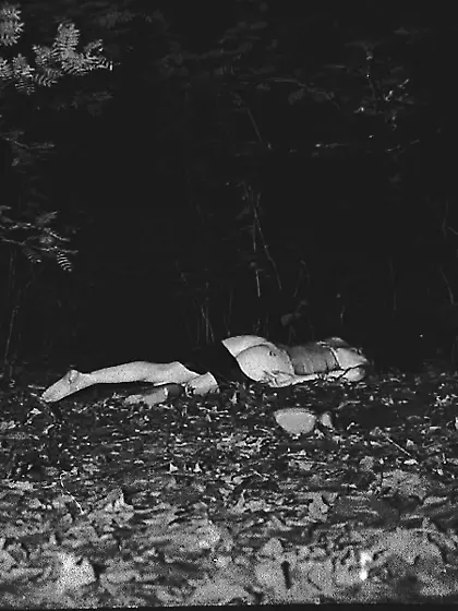 Carcosa is in the heart of the forest