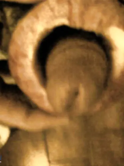 Caz 66 riempimi tutto