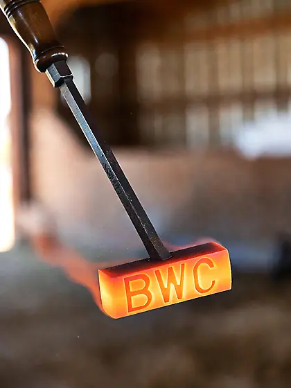 Brand some wild caught niggers to domesticate them