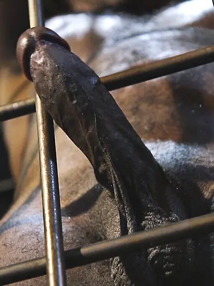 Thick black man bends over for a hard white...