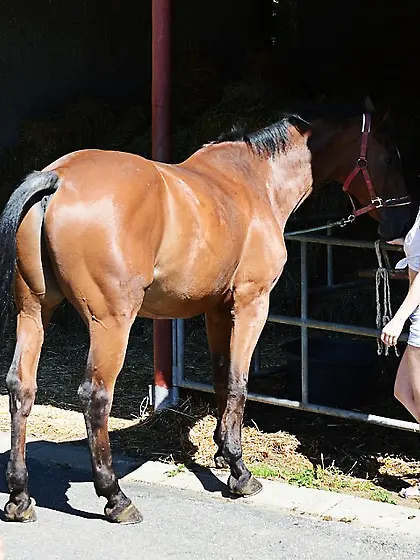 Naughty Leila Smith and Tess Lyndon are licking each other on th