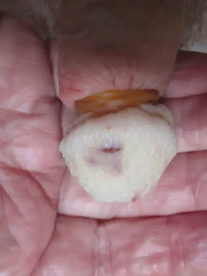 Banded cock head drained of blood for maggot feed