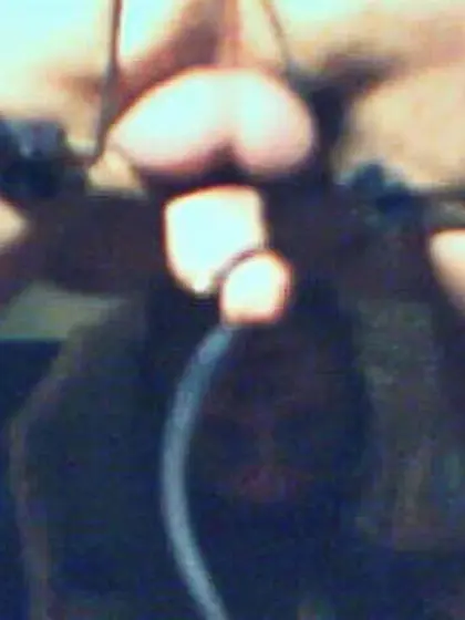 tiny dick torture homework