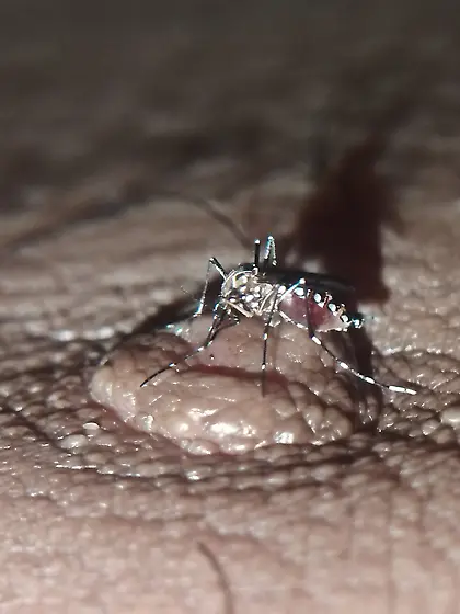 Deep in my nipple,  sucking blood