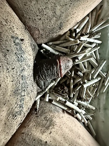 Sissy’s weekly ashtray- sissy couldn’t cum!