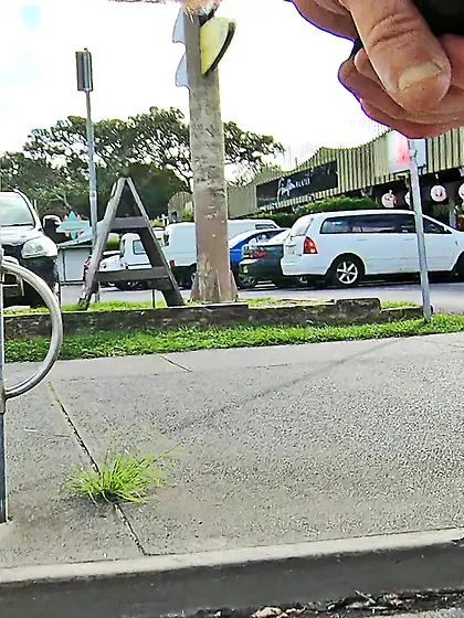 WNBR Byron Bay public erection flasher entertains