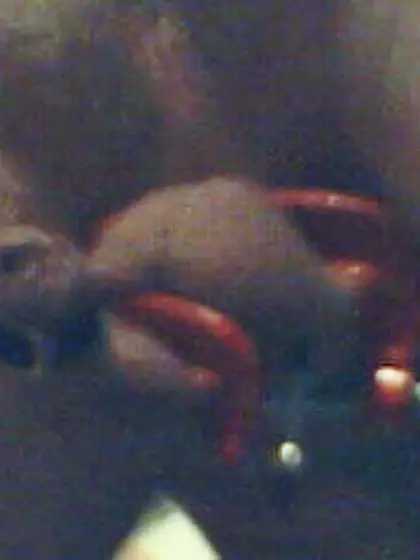 tiny dick torture homework