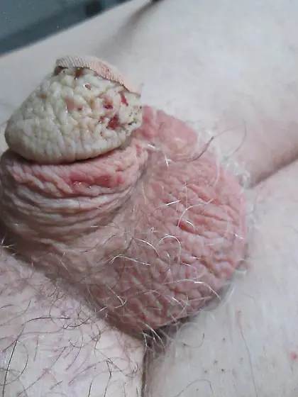 Little wrinkled and dead cock