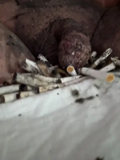 Submissive sissy faggot ashtray and toilet.