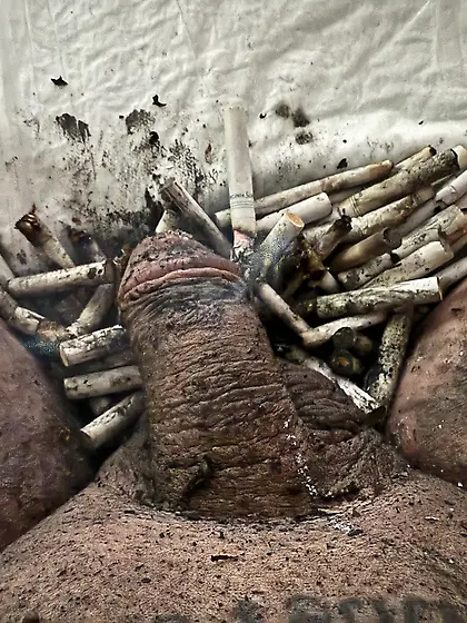 Submissive sissy faggot ashtray and toilet.