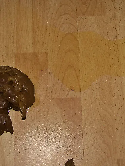 Shitting and pissing in my home office