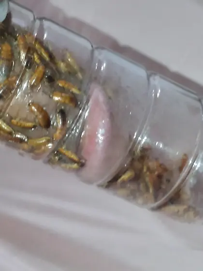 Red Roach's house,  always with me.