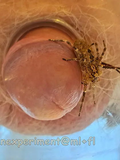 pider Zoropsis spinimana playing with me -3D4ED 4