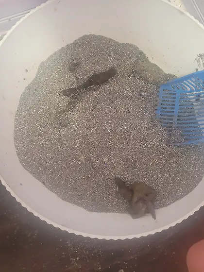 Mom eats all the 20 cats shits out of the litter