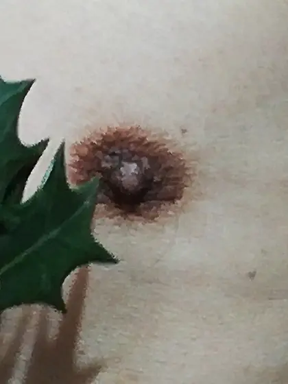 柊の葉の棘に感じている