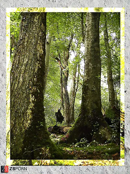 Wanderers of Middle-Earth