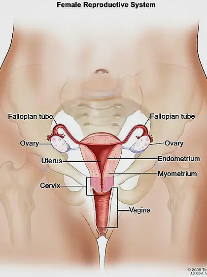 CERVIX