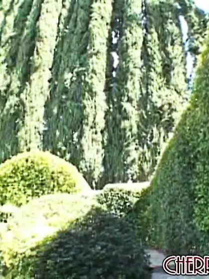 Red dress blue-eyed platinum