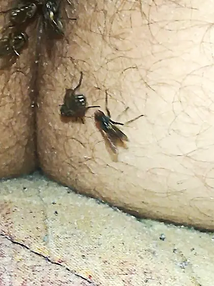 Flies on my anus in the village.  06. 2025