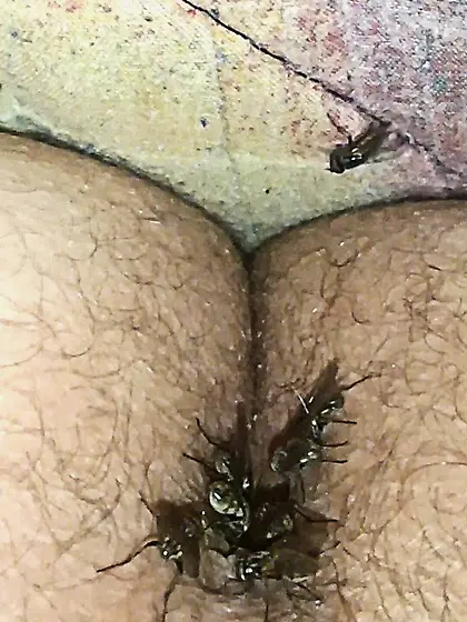 Flies on my anus in the village.  06. 2025